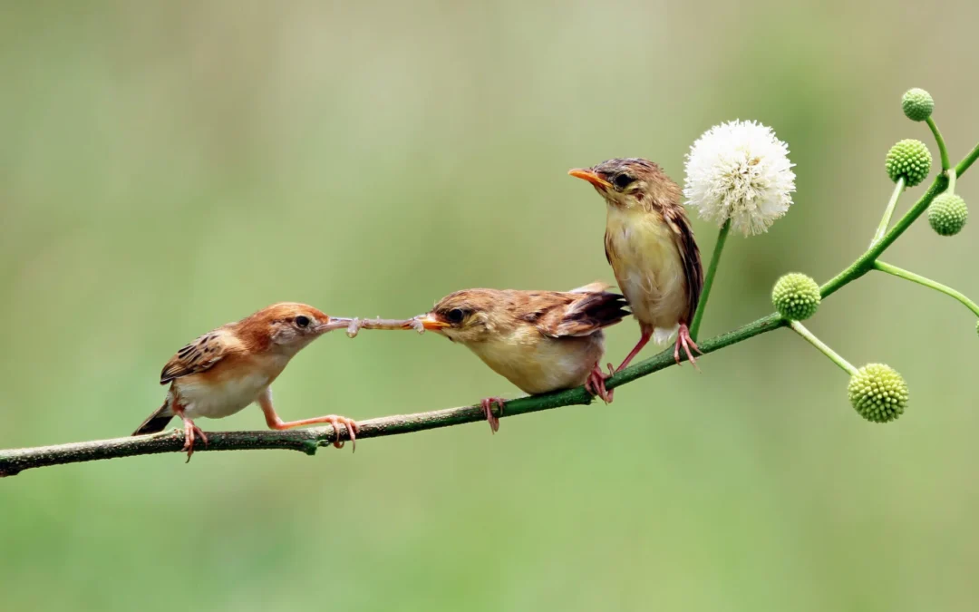 Oiseaux club Pontivyen